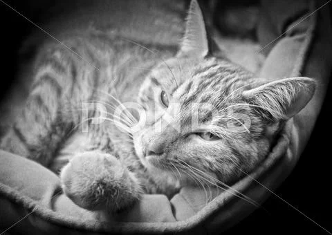 Fergus nap Stock Photos