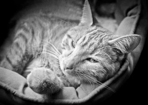 Fergus nap Stock Photos