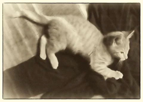 Fergus in sun rays Stock Photos