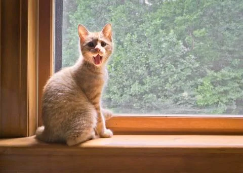 Fergus at the window Stock Photos