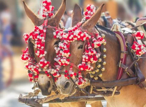 Feria horses Stock Photos