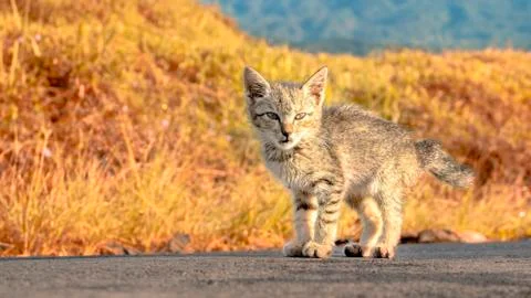 Fericious looking stray cat, standing in the middle of the road Stock Photos