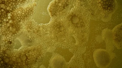 Fermentation of beer Stock Footage 81047096