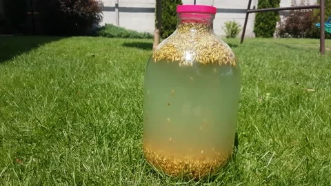 Fermentation of kvass from oats, honey and water in a ten-liter bottle. Stock Footage 201340294