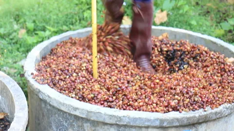 Fermentation Process From Coffee Peel HD Stock Footage 48565131