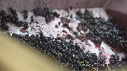 Fermentation Process Of Wine. Freshly Crushed Grapes In A Machine. Close-up Shot Stock Footage 320447385