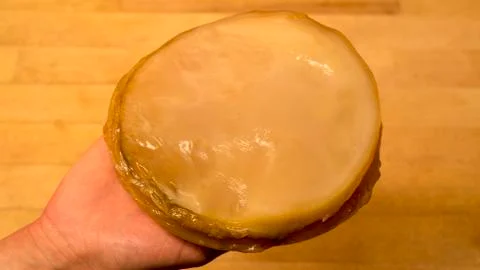 FERMENTATION SCOBY IN HAND Foto stock