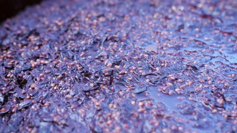 Fermentation of wine,process Fermentation of grape must with bubbles Stock Footage 223144431