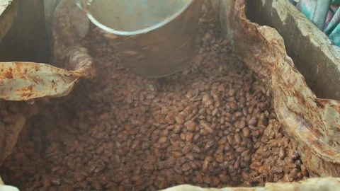 Fermented and fresh cocoa-beans lying in the wooden box Stock Footage 100102543