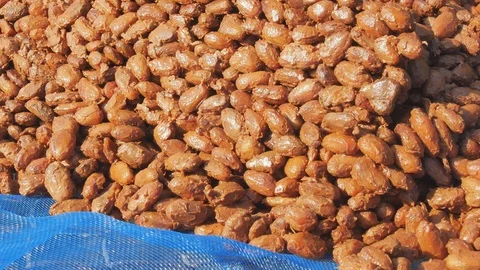 Fermented and fresh cocoa-beans and Drying Process Video stock 100107240