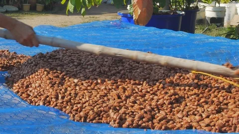 Fermented and fresh cocoa-beans and Drying Process Stock Footage 100110282