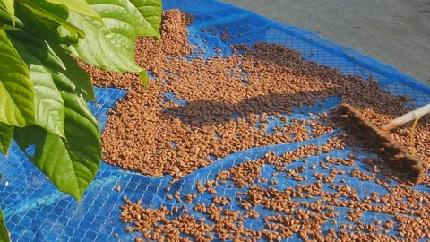 Fermented and fresh cocoa-beans and Drying Process 스톡 동영상 100110909