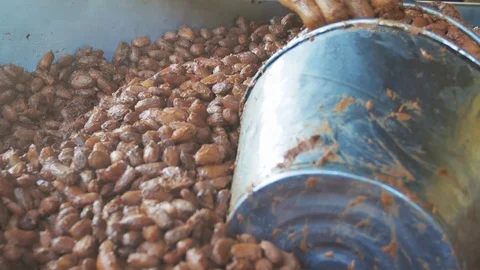 Fermented and fresh cocoa-beans lying in the wooden box Stock-Footage 100111730