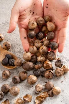 Fermented black garlic. Stock Photos