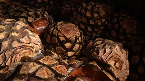 Fermented Blue Agave hearts in Tequila, Mexico. Push in close up shot. Early Stock Footage 331414691