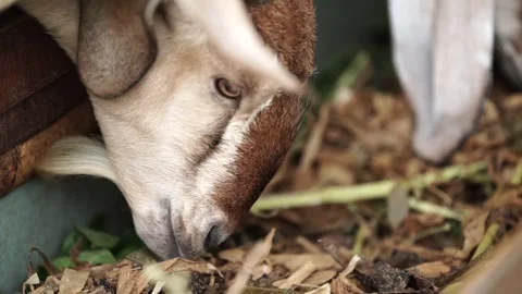 Fermented feed for goats can improve livestock nutrition Stock Footage 306312953