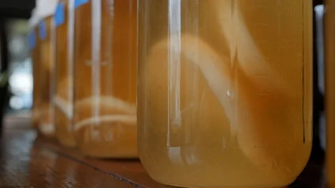 Fermented Kombucha Scoby Floating in Jar Stock Footage