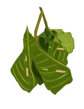 Fermented rice Stock Illustration