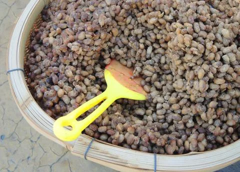 Fermented soybeans Stock Photos