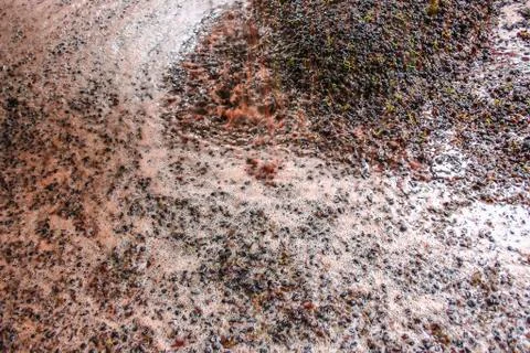 Fermenting grapes Foto stock
