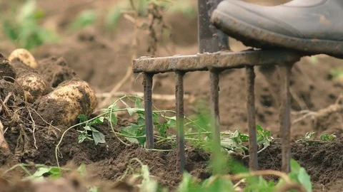 Fermer digging the earth with forks to find potatoes slowmotion. organic food Video stock 80300898
