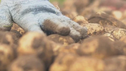 Fermer manual sorting of potato seeds in buckets, depending on size Stock Footage 80301099