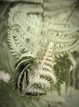 Fern 01 Stock Photos
