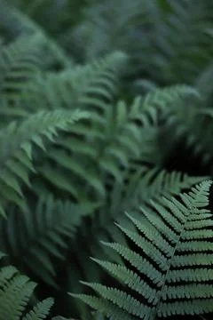 Fern 1 Stock Photos