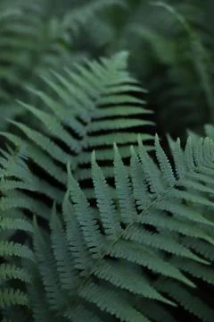 Fern 2 Stock Photos
