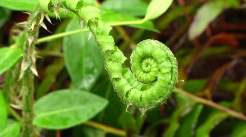 Fern 3 Stockbeeldmateriaal 2974801