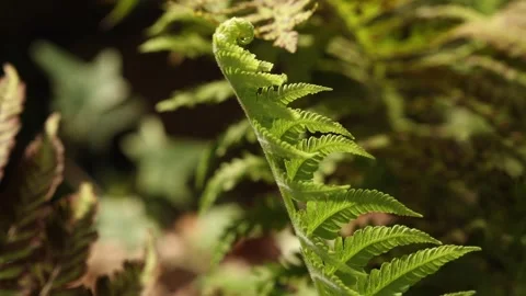 FERN 7 库存影片 272806255