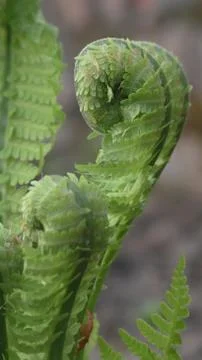 The fern is about to bloom Foto stock
