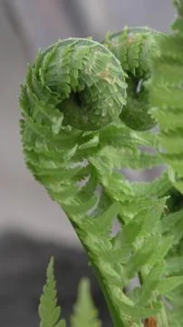 The fern is about to bloom Stock Photos