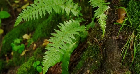 Fern after rain Stock Footage 137650874