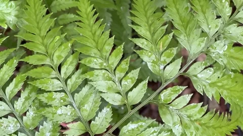 Fern after rain slow motion Stock Footage 242374237