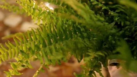 Fern and candles Stock Footage 101744462