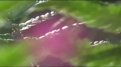 Fern and flower Stock Footage 38765778