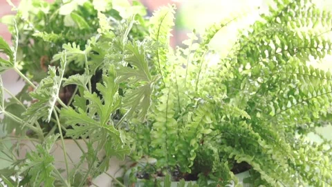 Fern and geranium pot plants in backyard garden 動画素材 107313330