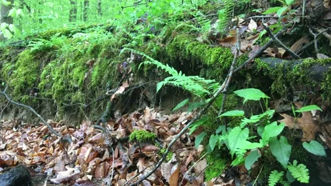 Fern and Moss covered bluff filled with leaves Video stock 239670285