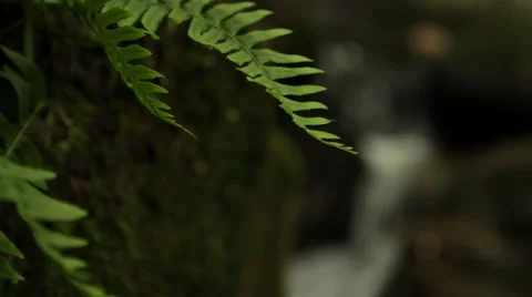 Fern and Mossy Stream Video stock 51228488