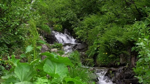 Fern and mountain stream Stock Footage 111829908