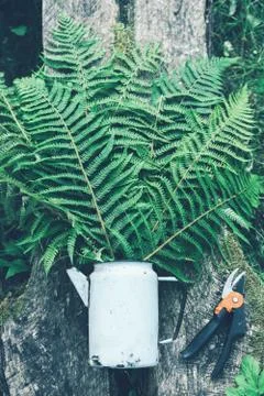 Fern and pruner Stock Photos