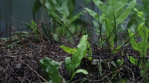 Fern And Rain Stock Footage 165162826