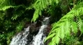 Fern and Spring 20110422 141549 HD Footage