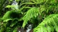 Fern and Spring 20110422 141648 HD Footage