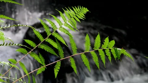 Fern and stream Stock Footage 202086765