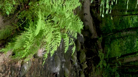 Fern and Stream - vertical shot Stock Footage 245645255