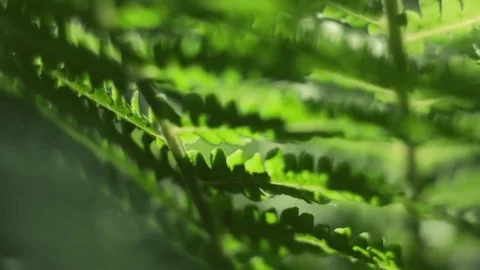 Fern and summer Stock Footage 76325672