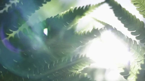 Fern and summer Stock Footage 76325703