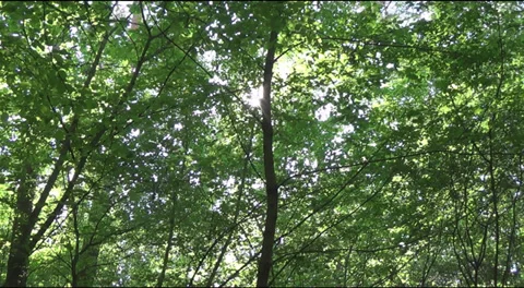 Fern and the sun 動画素材 39209234